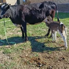 çorny piyostor ARASSA TOHUM 
