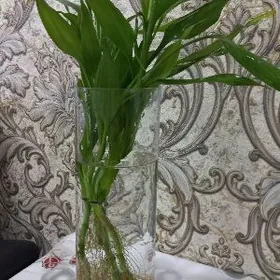 Цветы домашние