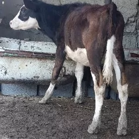 arginal tohum mallar okuz tuwe