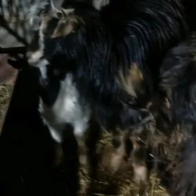 guzuly goyun owlakly geci