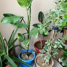 Gül uzynja gaty gowy kopelya