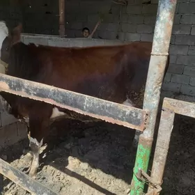 simental sygyr goleli