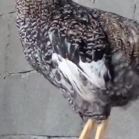 хороз  даманат