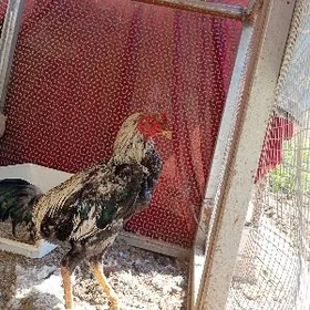 БАЙСОВ ХОРАЗ️