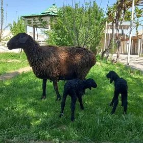 GISAR EKIZ GUZLY GOYUN