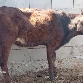 ARASA ŞİWET TOHUM TUWE