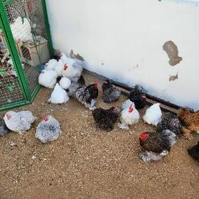 Kohintin karlikowyÿ