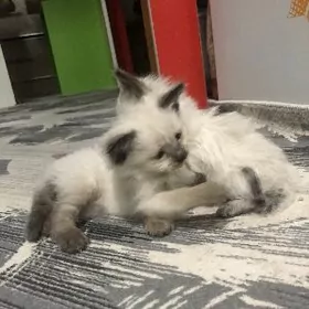 сиамские котята
