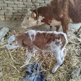 симентал сыгыр