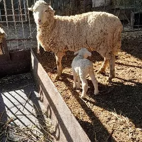 merenos guzyli goýun