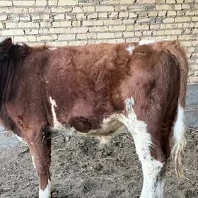 Simmental öküzçe