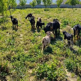 owlakly geci bogaz geci