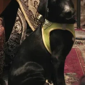 собака, щенок