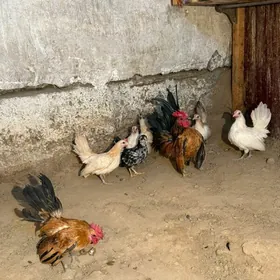 karlik troyka Serema