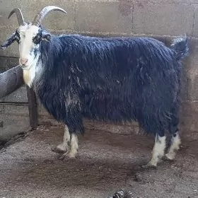 Pakistan owlokly geçi