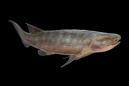 Hytaýly paleontologlar ýüzlerçe million ýyl ozal ýaşan gadymy balyklaryň galyndylaryny tapdy