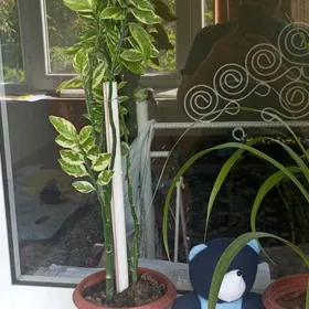 gül, öý ösümligi, растение