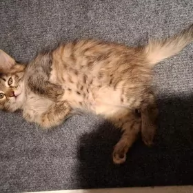 Домашний котенок