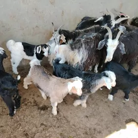 Owlakly guzuly mallar