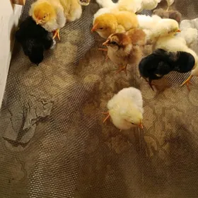 брама жуйжелерр