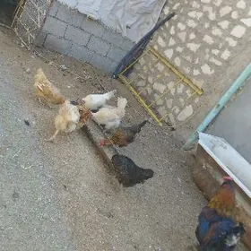 Туркмен товык