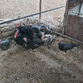 2 ÿyl bolan mäki  induklar