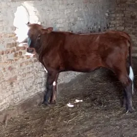 аргинал бурлат унажын