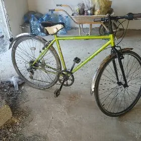 TIGIR SKORSLY ÝOPON