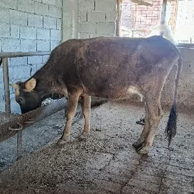 şwes tohum göleli sygyr