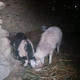 guzy  owlak  4-5 aÿlyk