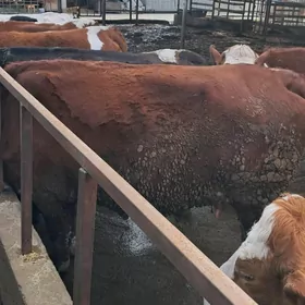 Arassa Simintal sygyr