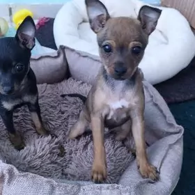 Тойчик девочка