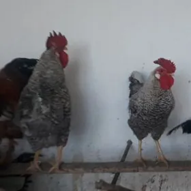 Хораз  доминант  ве  бролер