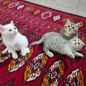 Шотландский Котята Pisik