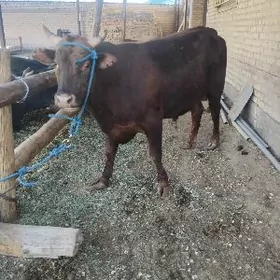 okiz bar soyuladogyn 9sany