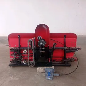 bugday oryan kaselka