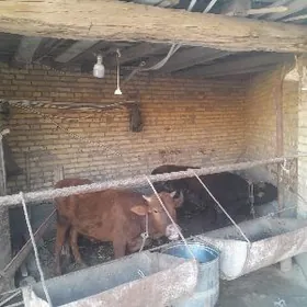 окузча ики саны йашыны Алан