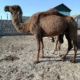 KOSEGİ İNEN YUWAS ALTY BOTLAN