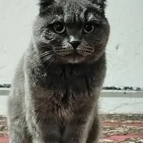 Кошка шатландиский