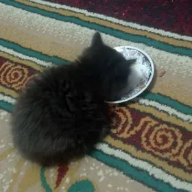 котёнок pişik