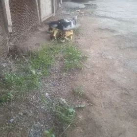 indutka ördek jüje