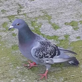 почтовый голубь