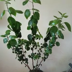 комнатная китайская роза