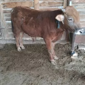 ökiz 1 yașap geçen