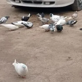 guşlar gowy hemmesi gowy