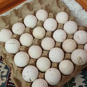 Induk ýumurga güne 6-7sany çyk