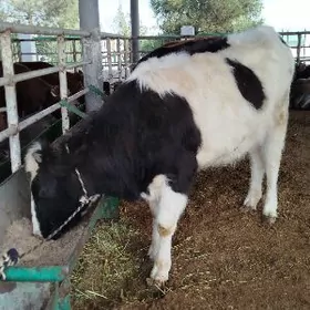 galşteyn tuwe bogaz