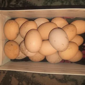 Brama Towuklaň Yumurtgasy