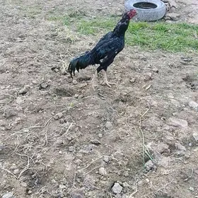 байцы хораз