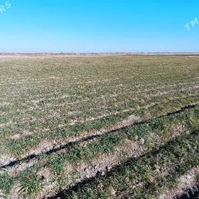 SATLYK MULK YER 32-GEKTAR ANEW